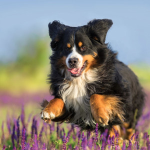 Tierisch gut begleitet – einfache Aromatipps für Pferd, Hund & Katze | BaBlü Webinar