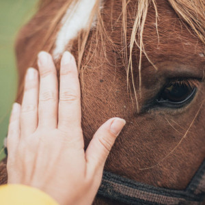Tierisch gut begleitet – einfache Aromatipps für Pferd, Hund & Katze | BaBlü Webinar