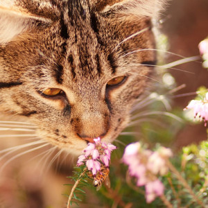 Tierisch gut begleitet – einfache Aromatipps für Pferd, Hund & Katze | BaBlü Webinar