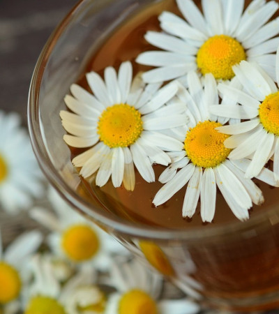 Kamillentee mit Kamillenblüten
