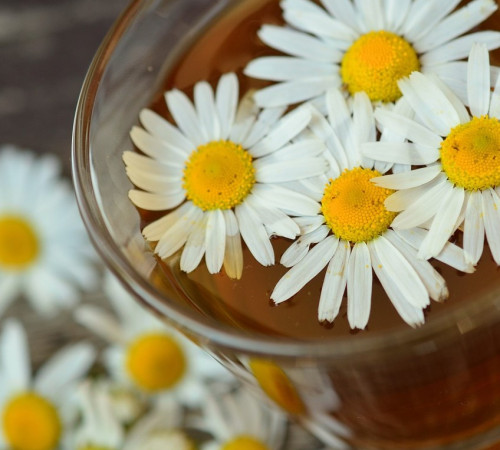 Kamillentee mit Kamillenblüten