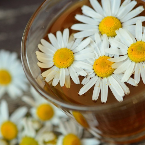Kamillentee mit Kamillenblüten