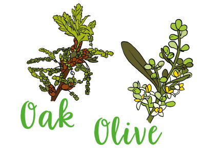 Oak und Olive