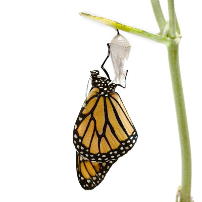 Transformation - Schmetterling