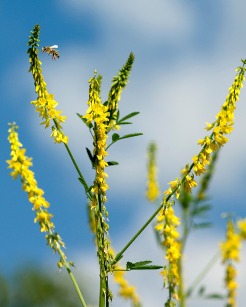Gelber Steinklee blühend auf einer Wiese – lymphanregende Heilpflanze im Sommer