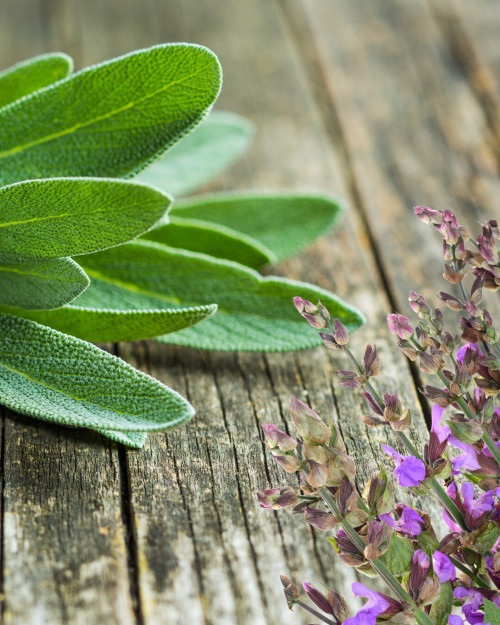 Salbeiblätter – bewährtes Hausmittel gegen starkes Schwitzen