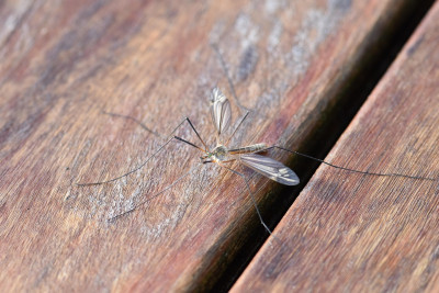Stechmücke: Linderung von Insektenstichen mit Lavendel, Teebaumöl und Aloe Vera