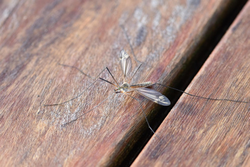 Stechmücke: Linderung von Insektenstichen mit Lavendel, Teebaumöl und Aloe Vera