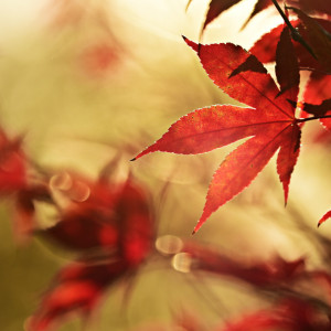 BaBlü Webinar - TCM Stark durch den Herbst 4
