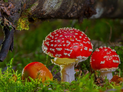 Online-Infoabend Aufzeichnung Mykologie, heimische Heilpilze & fernöstliche Vitalpilze Online-Infoabend Aufzeichnung Mykologie, heimische Heilpilze & fernöstliche Vitalpilze