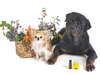 Online-Infoabend Aufzeichnung Traumberuf TierenergetikerIn- Exklusive Einblicke hinter die Kulissen