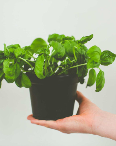 Basilikum als TEM Liebespflanze für Nähe und Lebensfreude