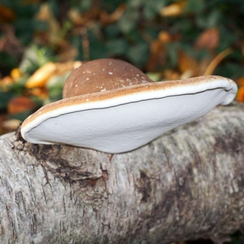 Birkenporling Der heimische Vitalpilz für Gesundheit und Wohlbefinden