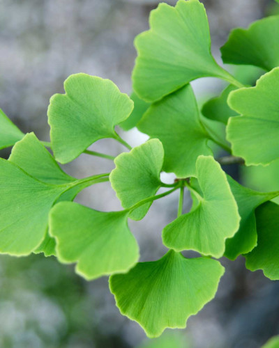Ginkgo biloba – TEM Pflanze für Lebenskraft und Durchblutung