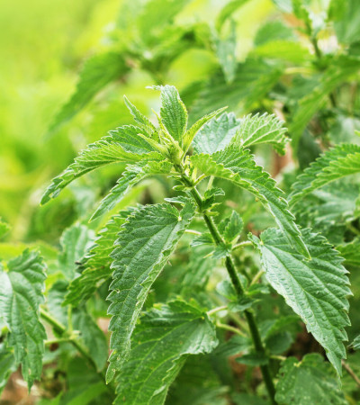 Frische Brennnesselblätter (Urtica dioica) im Wildkräutergarten – traditionelle Pflanze zur Unterstützung bei Allergien
