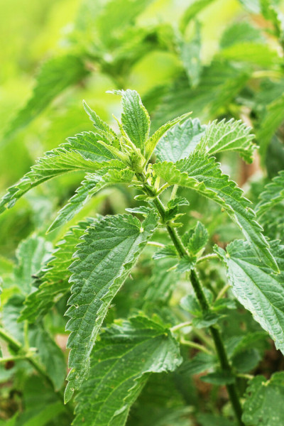Frische Brennnesselblätter (Urtica dioica) im Wildkräutergarten – traditionelle Pflanze zur Unterstützung bei Allergien
