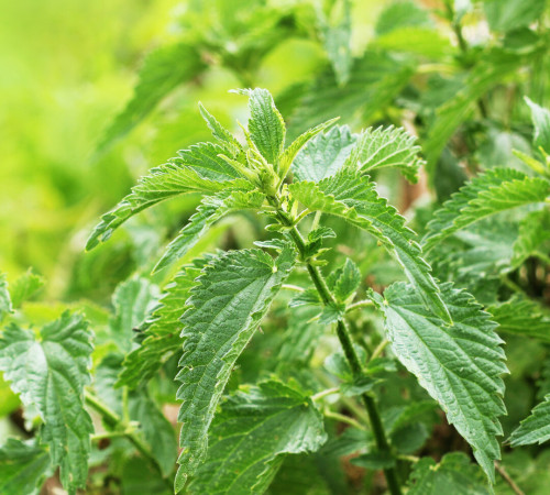 Frische Brennnesselblätter (Urtica dioica) im Wildkräutergarten – traditionelle Pflanze zur Unterstützung bei Allergien