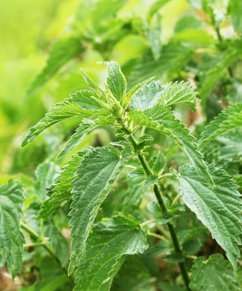 Frische Brennnesselblätter (Urtica dioica) im Wildkräutergarten – traditionelle Pflanze zur Unterstützung bei Allergien