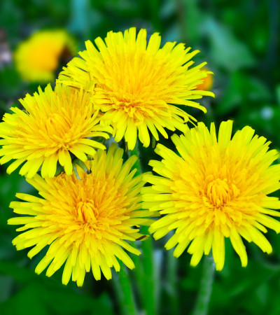 Gelber Löwenzahn (Taraxacum officinale) auf Frühlingswiese – Wildkraut zur Unterstützung von Stoffwechsel und Ausleitung