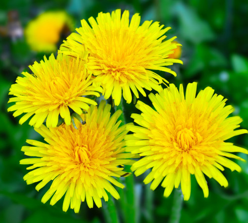 Gelber Löwenzahn (Taraxacum officinale) auf Frühlingswiese – Wildkraut zur Unterstützung von Stoffwechsel und Ausleitung