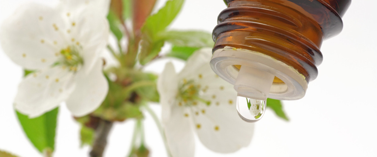 Online-Infoabend: Alles über Bachblüten & Neue Therapien mit Bachblüten®