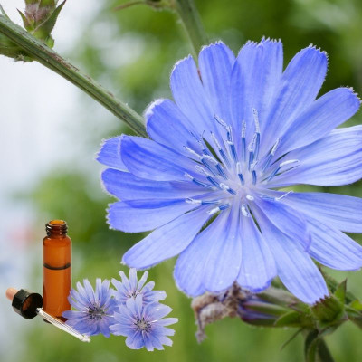 Online Infoabend - Dipl. BachblütenberaterIn Online Infoabend - Dipl. BachblütenberaterIn