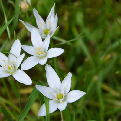 Bachblüte: Star of Bethlehem
