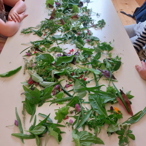 Waltraud Schwindsackl - Erfolgsstory mit Kräuterwissen Waltraud Schwindsackl - Erfolgsstory mit Kräuterwissen