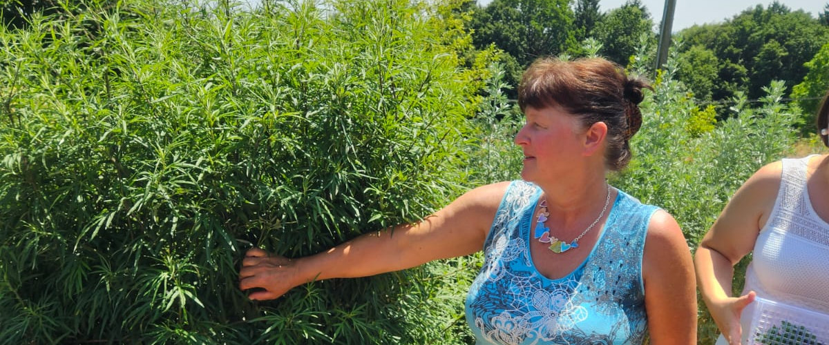 Waltraud Schwindsackl - Erfolgsstory mit Kräuterwissen