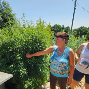 Waltraud Schwindsackl - Erfolgsstory mit Kräuterwissen Waltraud Schwindsackl - Erfolgsstory mit Kräuterwissen