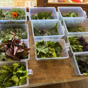 Waltraud Schwindsackl - Erfolgsstory mit Kräuterwissen Waltraud Schwindsackl - Erfolgsstory mit Kräuterwissen