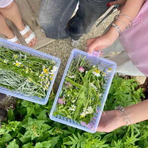 Waltraud Schwindsackl - Erfolgsstory mit Kräuterwissen