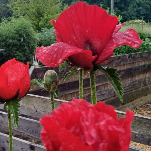 Waltraud Schwindsackl - Erfolgsstory mit Kräuterwissen Waltraud Schwindsackl - Erfolgsstory mit Kräuterwissen