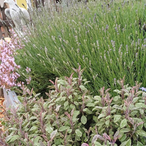 Waltraud Schwindsackl - Erfolgsstory mit Kräuterwissen