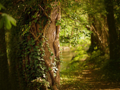 Ruhiger Waldweg für Waldbaden, Naturwahrnehmung und Achtsamkeit