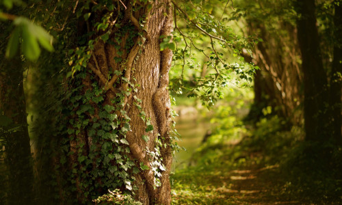 Ruhiger Waldweg für Waldbaden, Naturwahrnehmung und Achtsamkeit