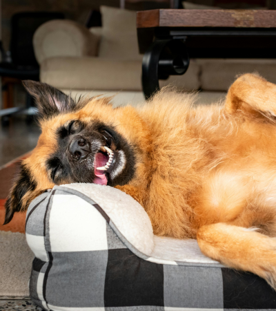 Entspannter Hund nach dem Spaziergang – Körpersprache und Ruheverhalten richtig einschätzen.