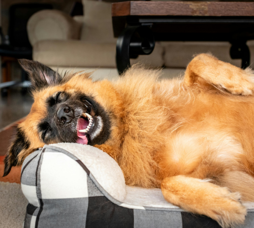 Entspannter Hund nach dem Spaziergang – Körpersprache und Ruheverhalten richtig einschätzen.