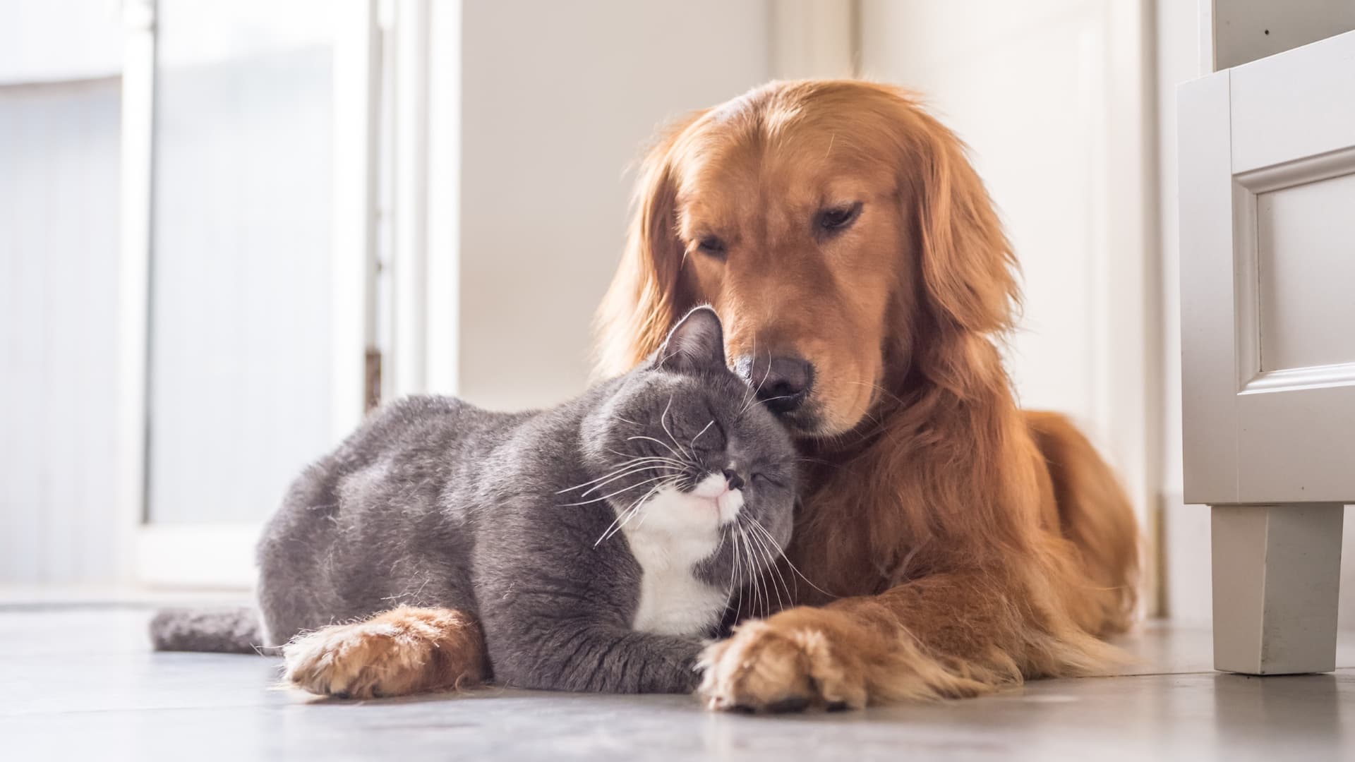 Hund und Katze kuscheln entspannt miteinander – friedliches Zusammenleben und positive Beziehung zwischen Haustieren.