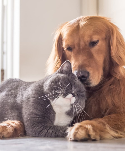 Hund und Katze kuscheln entspannt miteinander – friedliches Zusammenleben und positive Beziehung zwischen Haustieren.