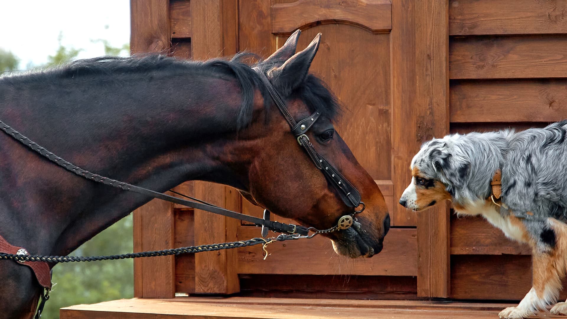 Hund und Pferd spielen miteinander – passende Beschäftigung und positive soziale Interaktionen im Alltag von Tieren.
