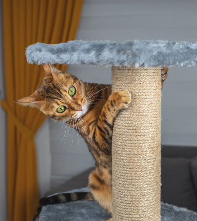 Katze an einem sicheren Rückzugsort – katzenfreundliches Zuhause mit ruhigen Liegeplätzen zur Stressvermeidung bei Katzen.