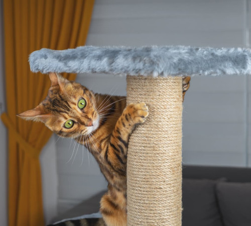 Katze an einem sicheren Rückzugsort – katzenfreundliches Zuhause mit ruhigen Liegeplätzen zur Stressvermeidung bei Katzen.