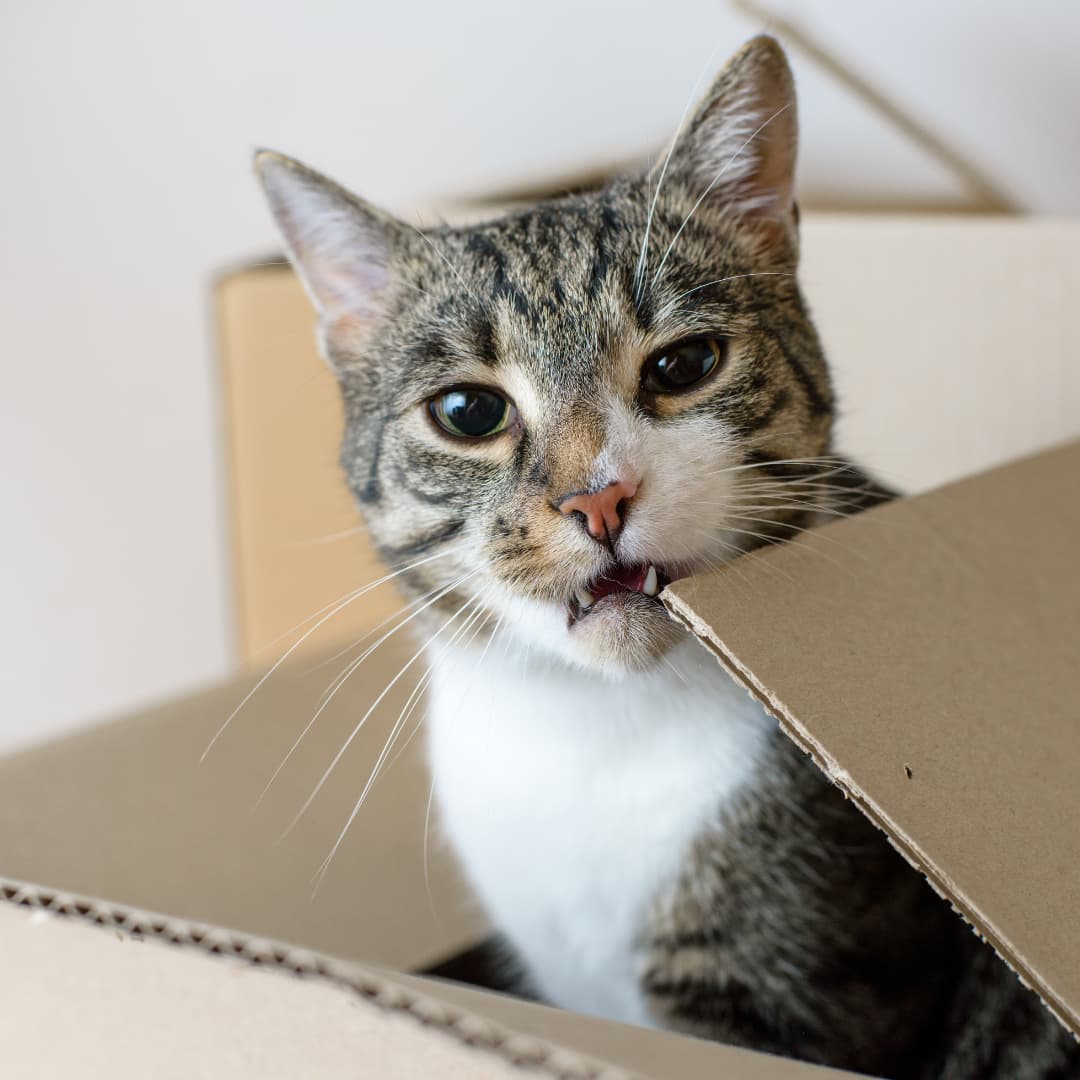 Vorsichtige Katze zwischen Umzugskartons – Veränderungen im Zuhause können Stress bei Katzen auslösen.