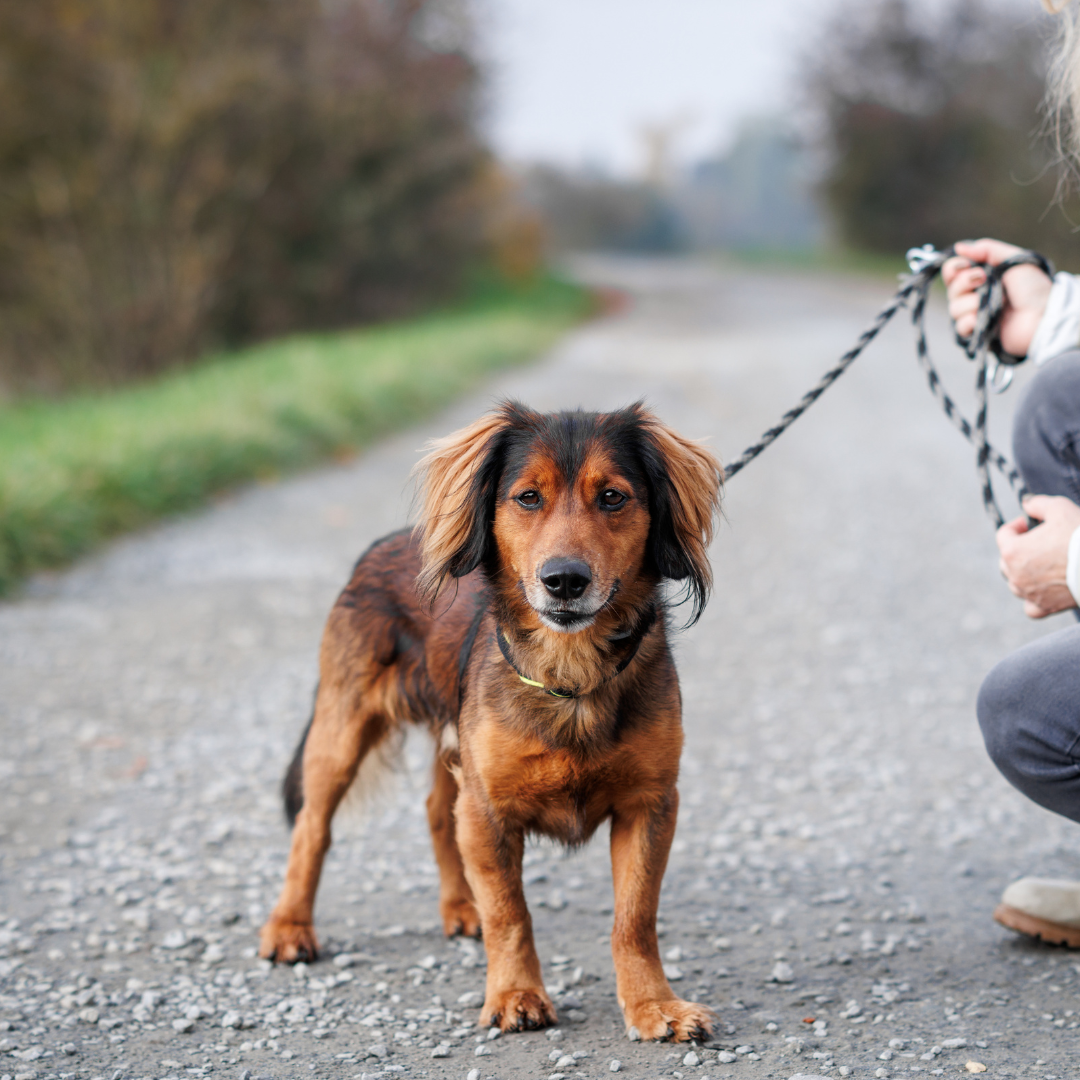 Aufmerksamer Hund beim Spaziergang – Körpersprache beobachten und mögliche Stresssignale beim Hund erkennen.
