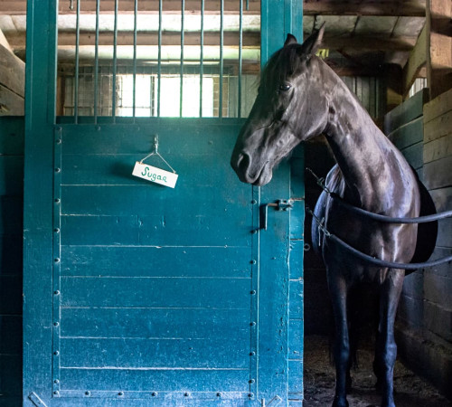 Pferd im Stall mit entspannter Körperhaltung – Stress beim Pferd erkennen und auf artgerechte Haltung, Sozialkontakt und Ruhe achten.