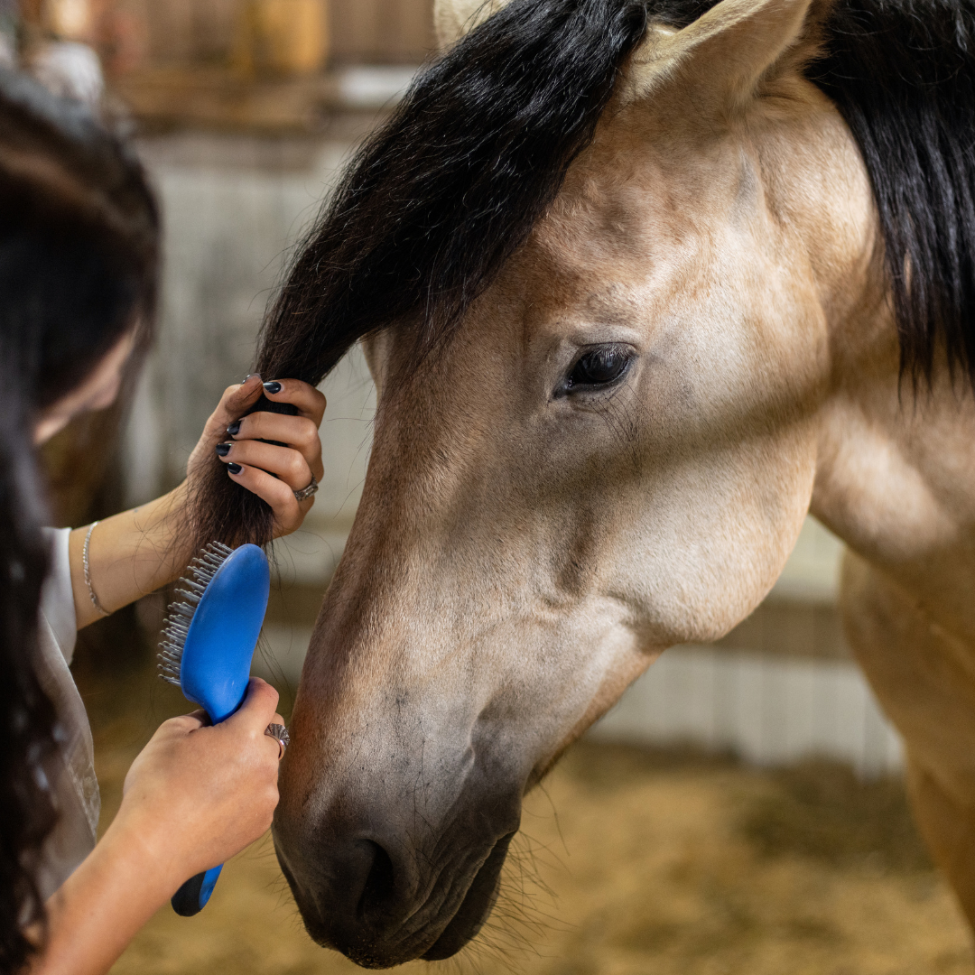Pferd wird im Stall gebürstet – Körpersprache und mögliche Stresssignale beim Putzen erkennen.