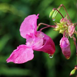 Impatiens