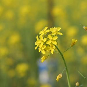 Mustard - der Ackersenf 