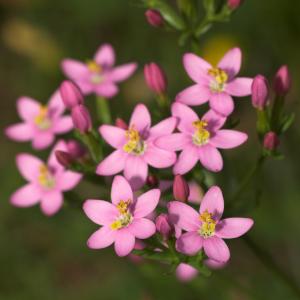 Centaury - Fotolia